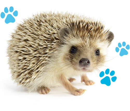 Hedgehog with paw prints