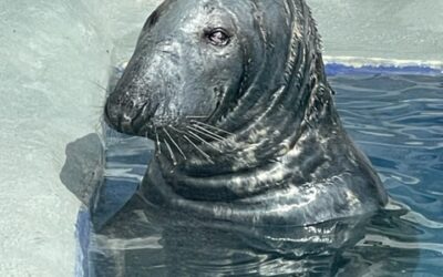 Cornish Seal Sanctuary 17.05.2023