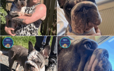 RSPCA Cornwall Dot Update