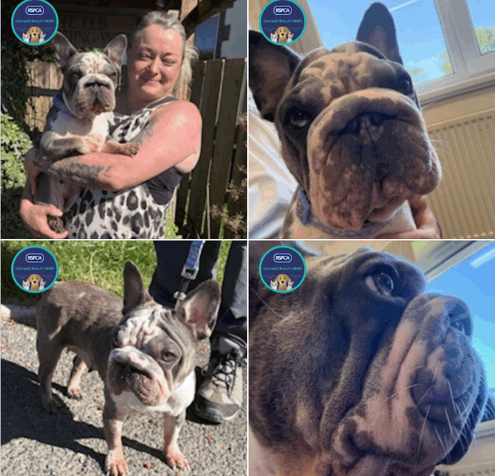 RSPCA Cornwall Dot Update