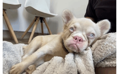 We made a donation towards Olives emergency surgery