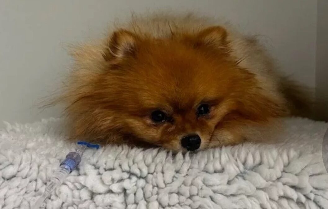 We made a donation to help save Pombear the Pomeranian