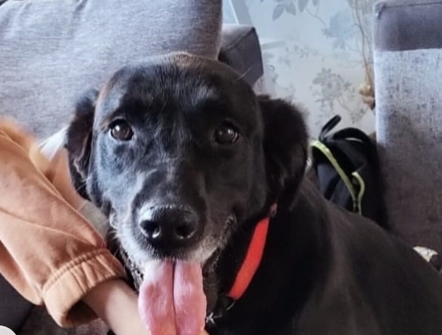 We made a donation to Angel after being made aware of a very sad story