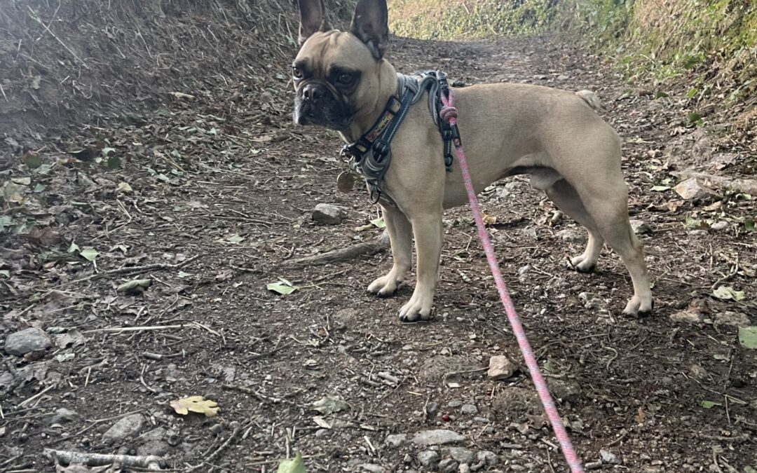 We completed the Battersea ‘Walk for Rescue’ for October