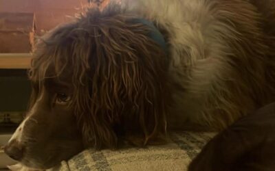 We donated to Max at Hay Animal Rescue Team