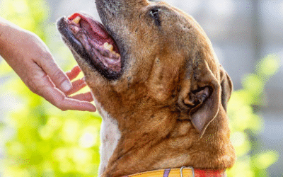 50 Miles in March for the RSPCA