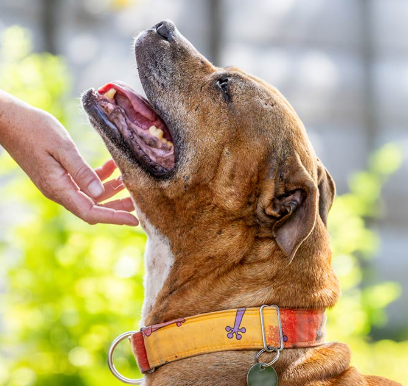 50 Miles in March for the RSPCA