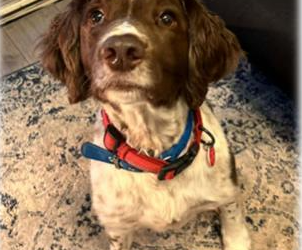 Max has had his surgery