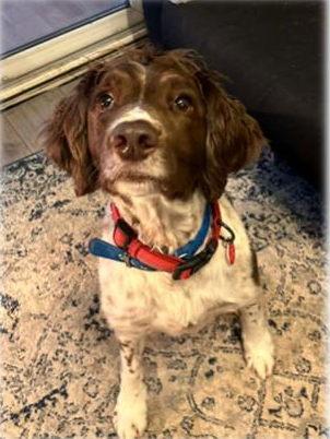 Max has had his surgery