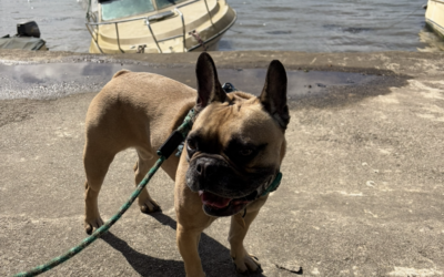 50 Miles in March for the RSPCA