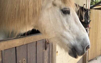 We visited the Mare and Foal Sanctuary