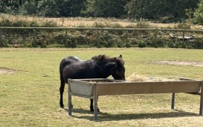 We funded an operating table for the Flicka Foundation
