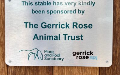 We sponsored a stable at the Mare and Foal Sanctuary